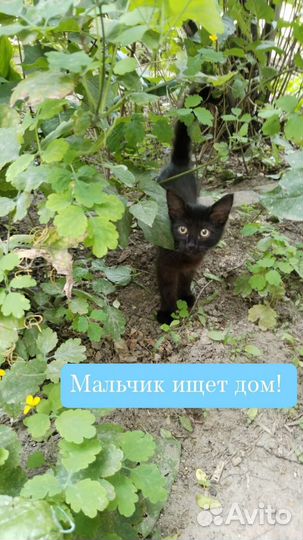 Котенок в добрые руки