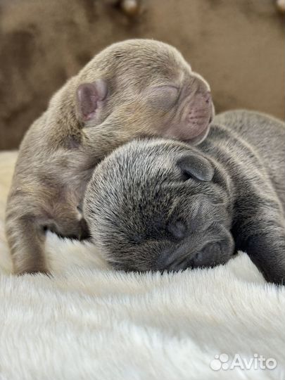 Французский бульдог в голубом окрасе