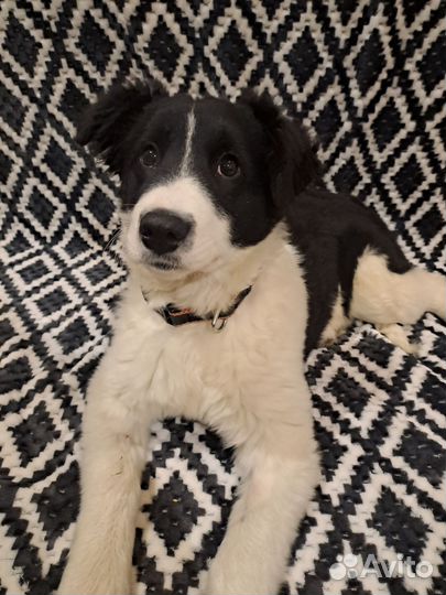 Щенок в добрые руки бесплатно