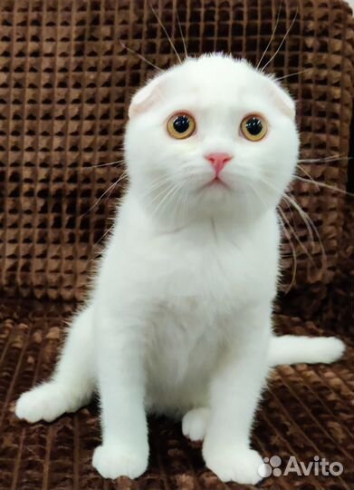 Шотландские вислоухие котята из питомника