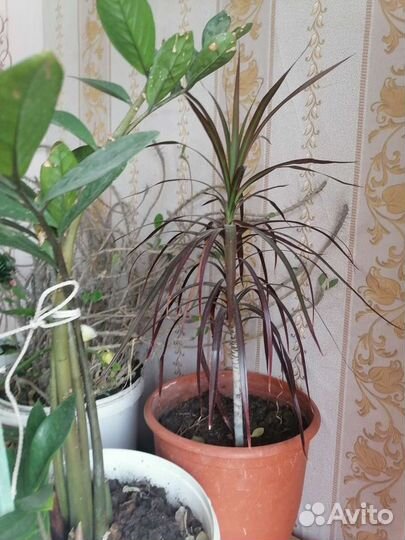 Комнатные растения