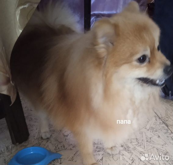 Немецкий шпиц