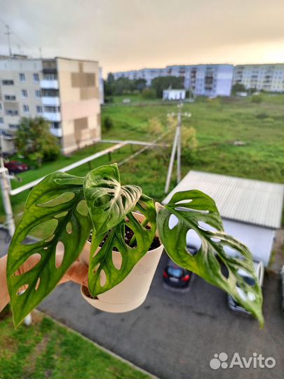 Монстера манки