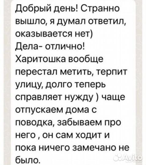 Кинолог, зоопсихолог, дрессировка собак, коррекция