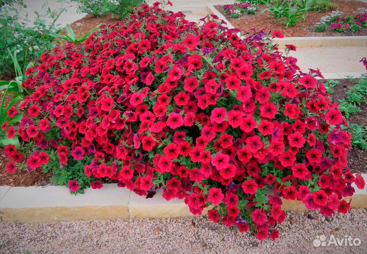 Петунии ампельные, каскадные