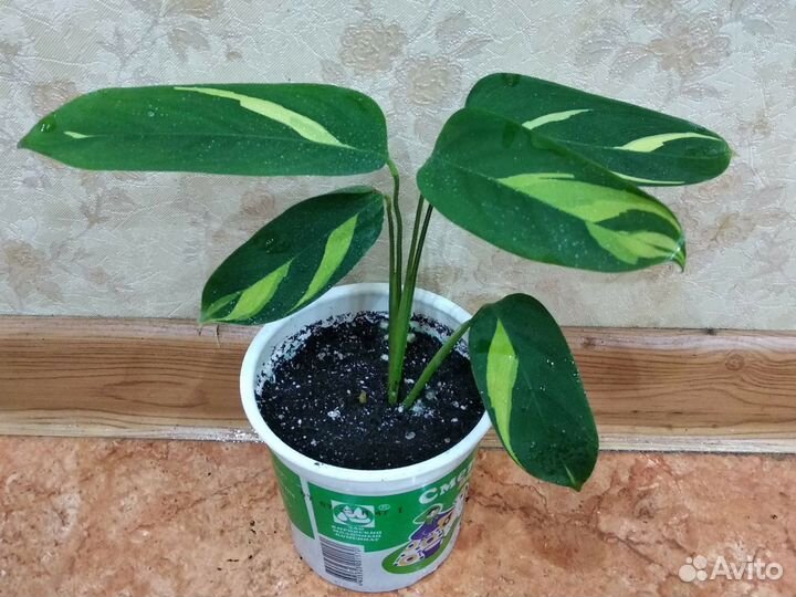 Ктенанта лубберса