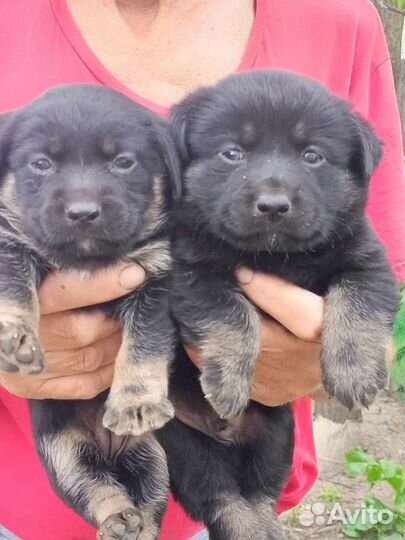 Щенки дворняжки