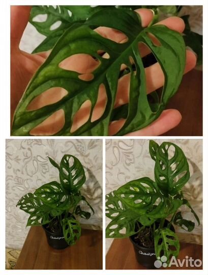 Комнатные цветы красивые растения