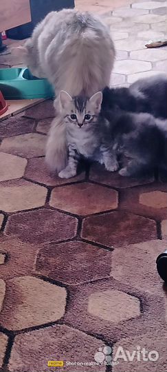 Котята в добрые руки бесплатно