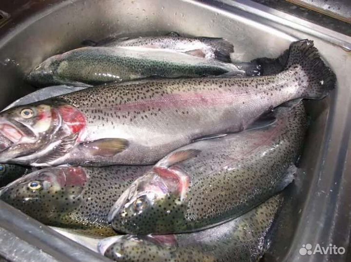 Форель карелия от 20 кг все размеры