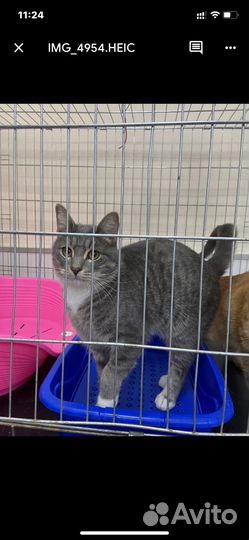 Два красивых котика ищут дом