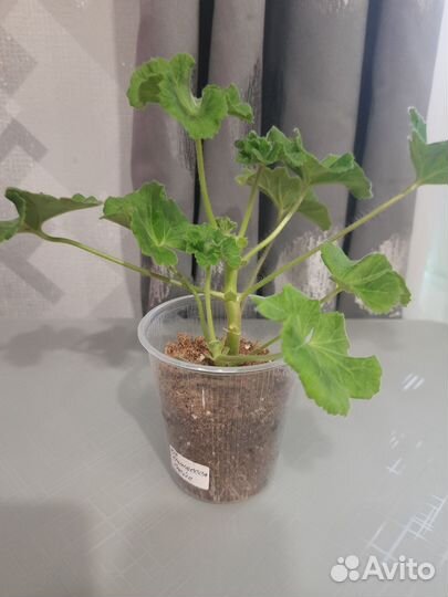 Герань пеларгония