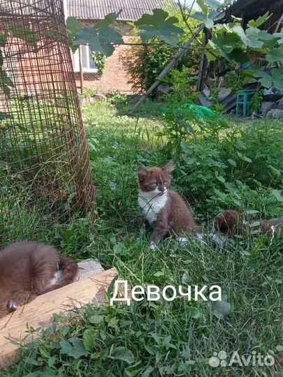 Котята в добрые руки бесплатно