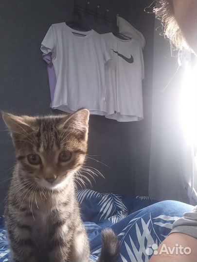 Кошки в добрые руки бесплатно