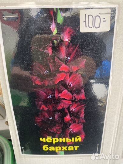 Растения для сада