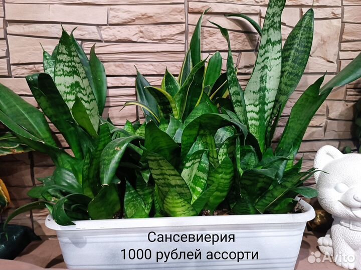 Комнатные растения