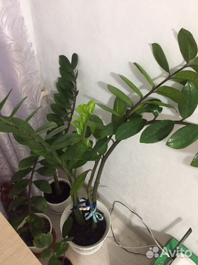 Замиокулькас долларовое дерево