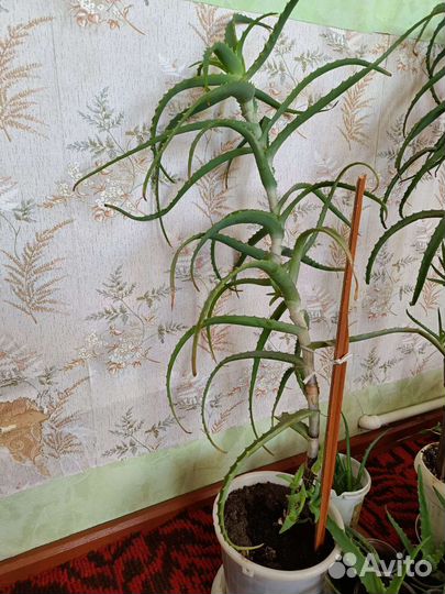 Алоэ, каланхоэ лечебное