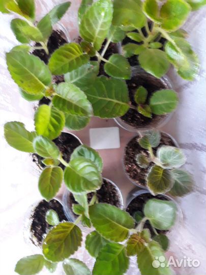 Глоксиния махровая детки подросшие