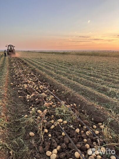 Картофель оптом
