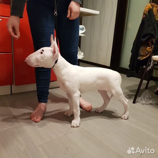 Услуги кинолога