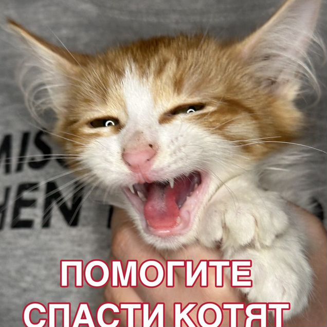 Котёнок в добрые руки