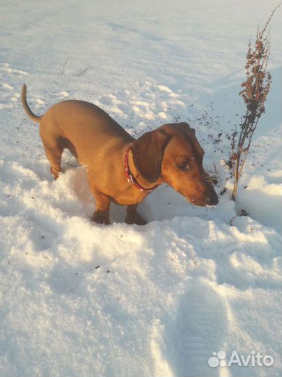 Вязка такса