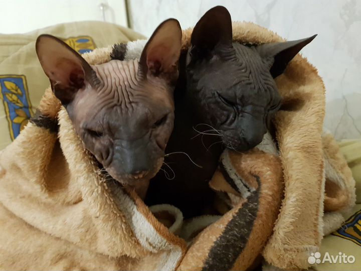 Донской сфинкс