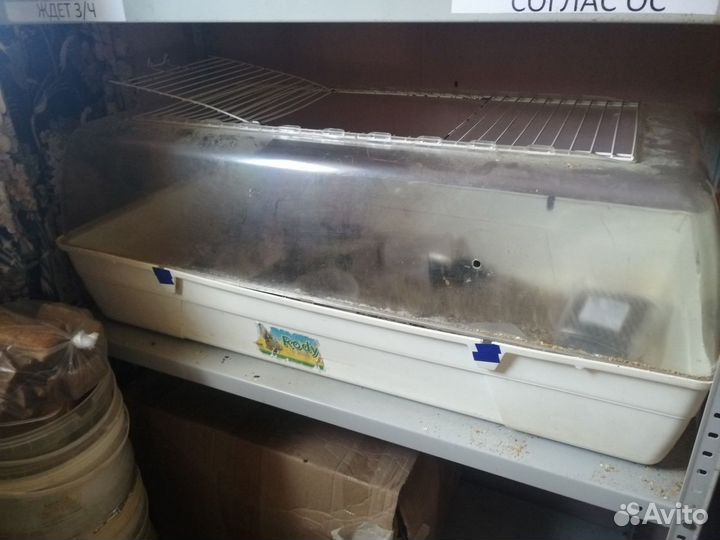 Клетка дюна