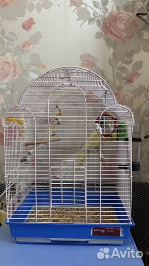 Попугай Корелла мальчик 2 года