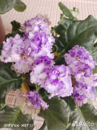 Сортовые фиалки