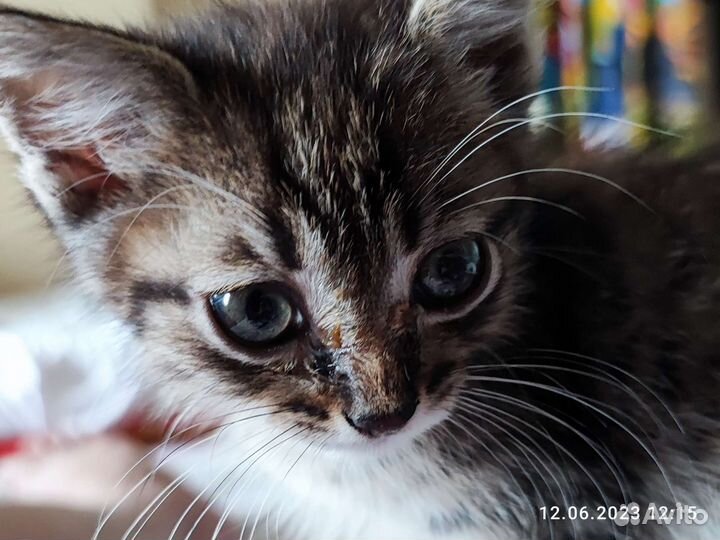 Домашние животные кошки