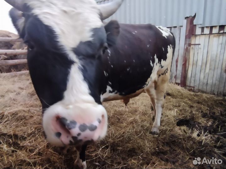 Продаётся корова