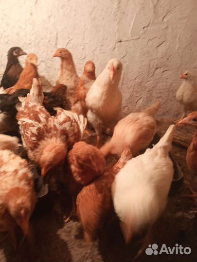 Куры несушки молодки, цыплята