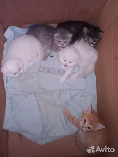 Отдам в добрые руки