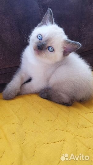 Шотландский вислоухий котенок