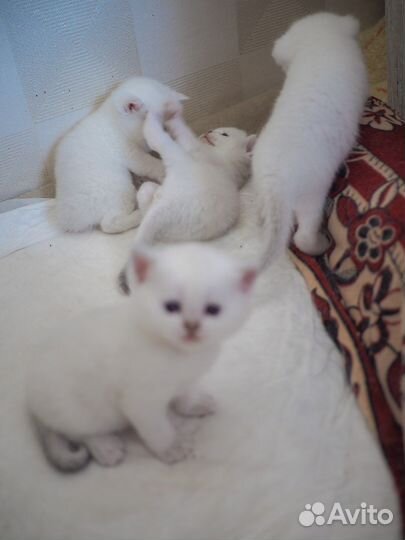 Британские котята серебристая шиншилла ns1133