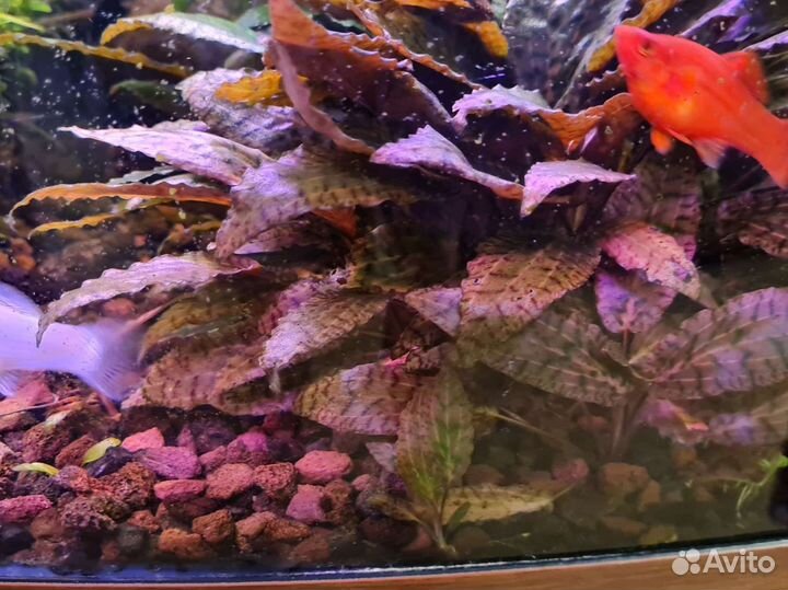 Криптокорина нури кустик