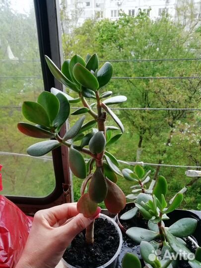 Крассула толстянка