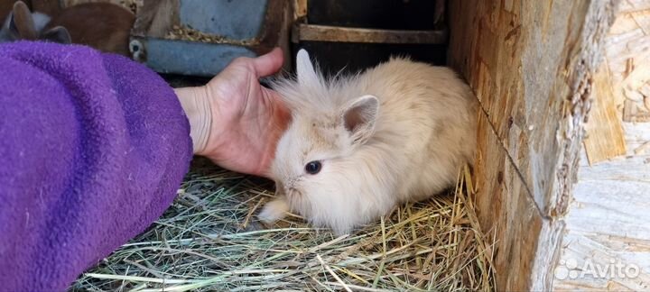 Декоративные кролики