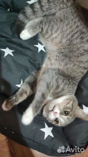 Бешеная кошка