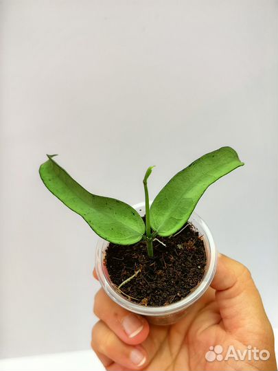 Хойи новинки