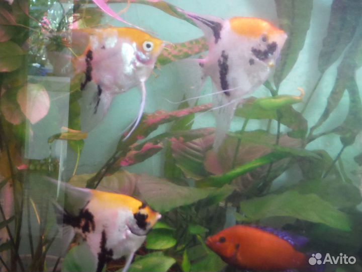 Аквариумные рыбки и растения