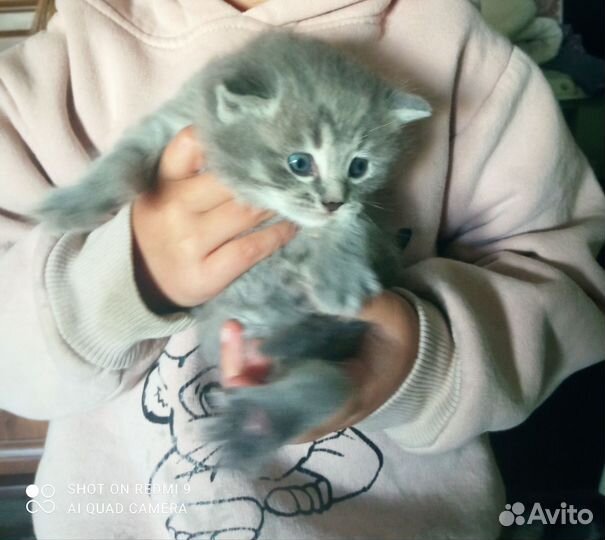 Котята британцы