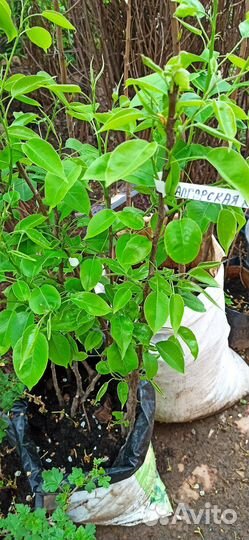 Груша саженцы