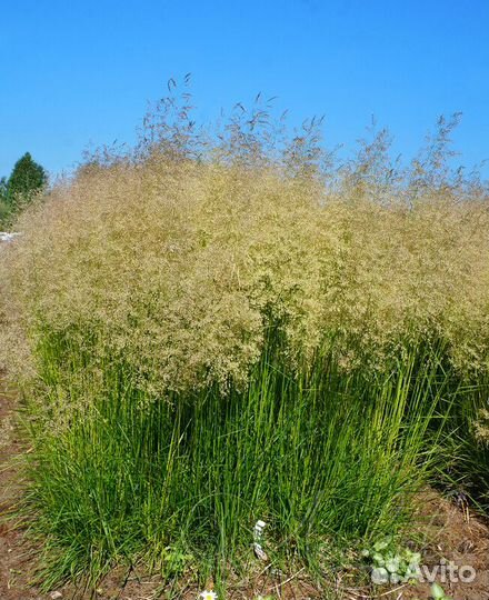 Многолетние злаки