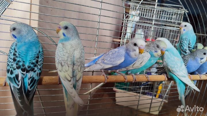 Птенцы волнистый попугай ручные