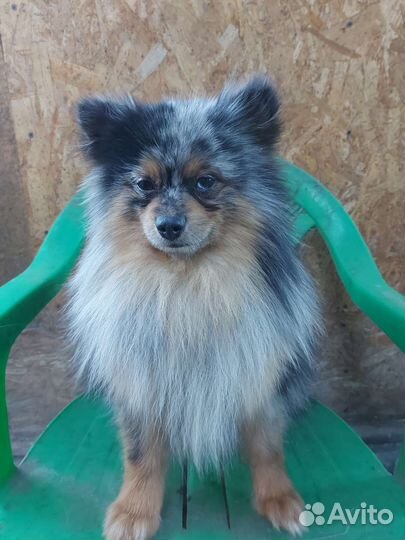 Вязка Малый немецкий шпиц