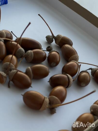 Шишки, каштаны, жёлуди Собраны с любовью