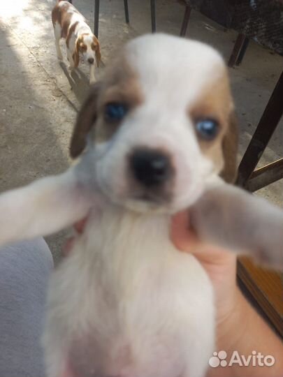 Щенки Бигль в добрые руки